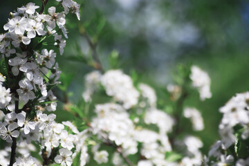 White flowers on a green bush. The white rose is blooming. Spring cherry apple blossom.