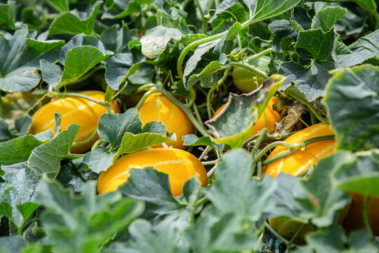Fruit of oriental melon grown in a greenhouse