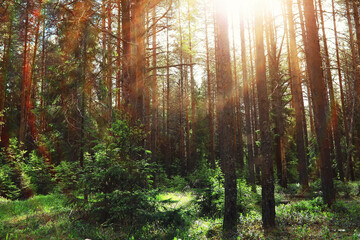 Fototapeta premium Pine forest. Trees in the forest. Fir branches with cones. Glare of the sun.