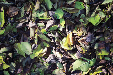 Bright spring greens at dawn in the forest. Nature comes to life in early spring.