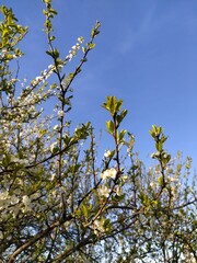 Branches with young leaves of tree, plum blossoms in early spring on sunny day against blue sky