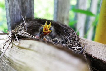 Bird's nest with bird in early summer. Eggs and chicks of a small bird. Starling. Feeds the chicks.