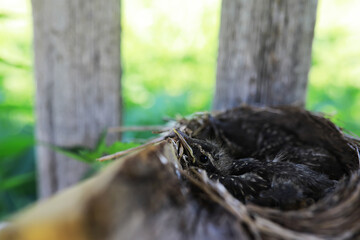 Bird's nest with bird in early summer. Eggs and chicks of a small bird. Starling. Feeds the chicks.