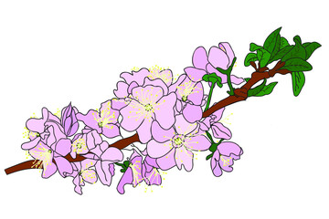 Flowering tree branch with pink leaves and green leaves on a white background ․ You can use it when printing postcards and clothes and in other cases ․