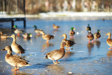 Ducks on the lake in winter, a flock of ducks is preparing to fly to warm countries, wild ducks winter on a warm pond, many birds on the pond