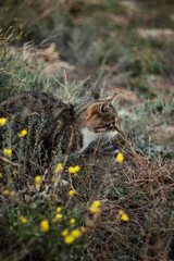 A cat in the mountain steppe. The little hunter. The cat is tracking prey.