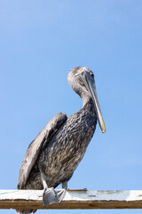 Pelicans hanging around a fisherman's pier