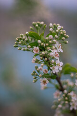 A blooming tree on the background of a beautiful heart-shaped lake. A green tree on a dry quarry. Spring white flowers. Flooded quarry.