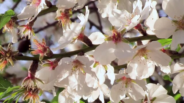 Image of a branch of almond blossoms, which moves with the wind. Beautiful
