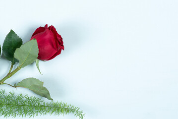Rosa roja sobre fondo blanco con espacio 