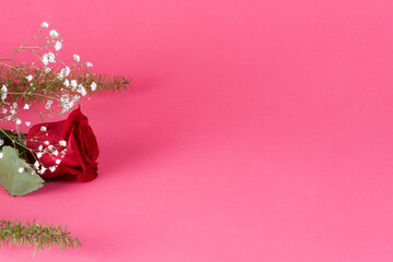 Rosa (flor) sobre fondo rosa, regalo de amor para celebraciones como el día de la madre, día de...