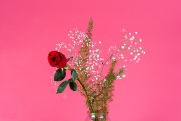 Rosa (flor) sobre fondo rosa, regalo de amor para celebraciones como el día de la madre, día de San Valentín, Sant Jordi