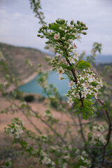 A blooming tree on the background of a beautiful heart-shaped lake. A green tree on a dry quarry. Spring white flowers. Flooded quarry.