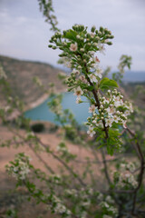 Fototapeta na wymiar A blooming tree on the background of a beautiful heart-shaped lake. A green tree on a dry quarry. Spring white flowers. Flooded quarry.