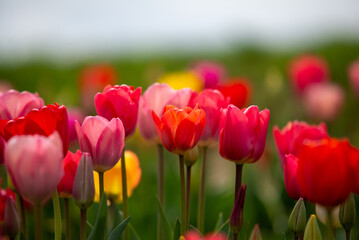 Field of many blooming pink, white, yellow and red tulips showing green stems. Close up and looking towards blue sky.
