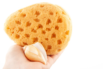 image of sponge seashell white background 