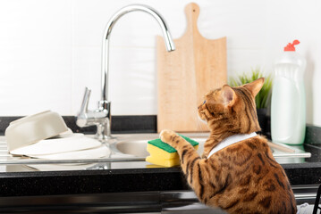 The cat helps the owner wash the dishes in the kitchen.