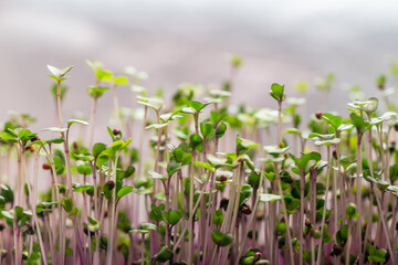 Fresh microgreens. Close-up of microgreens of purple radish. Germination of seeds at home.