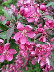 Background of beautiful pink flowers. Paradise tree flowers. Chinese plum-leaved apple tree.