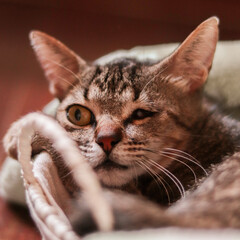 cute cat © Thyago