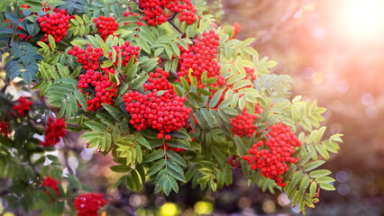 Red rowan berries in summer on a tree