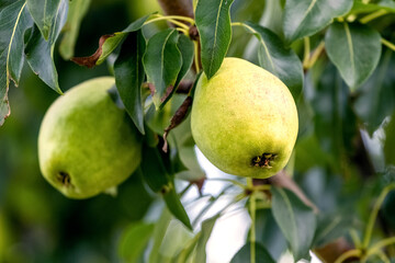 Ripe pears on a tree close up. Pear harvest