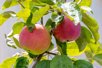 Ripe red apples in the garden on a tree. Apple harvest