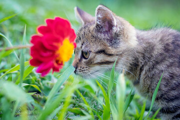Naklejka na ściany i meble A small striped cat in the garden sniffs a red flower