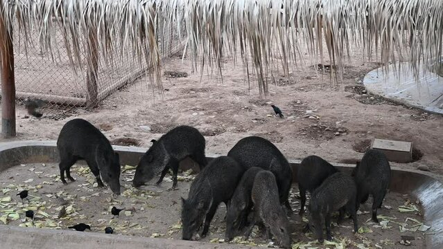 Collared peccary eating in an animal enclosure in Peru