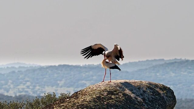 White storks, Ciconia ciconia, mating in the nest. Wild animals copulating at Los Barruecos Natural Monument, Malpartida de Caceres, Extremadura, Spain.