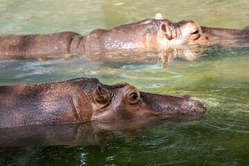 Fototapeta premium Hippopotamus in the zoo
