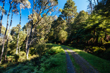 O'Shannassy Aqueduct Trail near Warburton in Victoria Australia