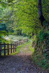 Path in the woods