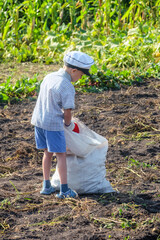 A little boy from a family of farmers helps to harvest potatoes. A child pours potatoes from a bucket into a white bag.