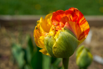 Beautiful, blooming, orange and yellow tulip growing outdoors in a flower garden.