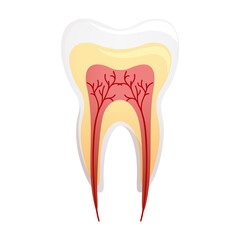 Inside the tooth