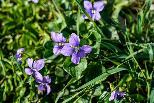 Wild viola flowers growing outdoors. Macro image of small purple flowers.