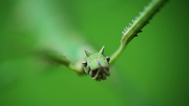 Macro shot of green walking stick, stick bug, phobaeticus serratipes head. Animal, nature