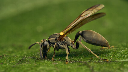 Black and yellow wasp perched on a green leaf