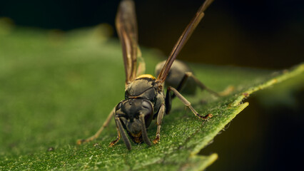 Black and yellow wasp perched on a green leaf