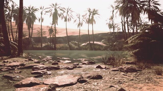Desert oasis pond with palm trees and plants