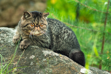 A cute brown tabby cat sits exotically on a large gray stone in the park on a summer day. Persian...