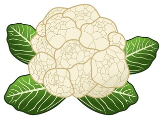 cauliflower vector drawing on isolated white background object sign logo icon cartoon art illustration vegetable flower plant concept healthy food human body health care element diet weight control