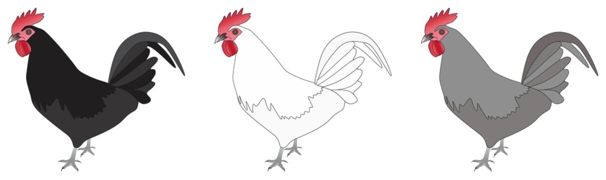 black white grey color chicken hen set vector drawing on isolated background poultry farm concept domestic animal object icon sign logo cartoon rooster abstract art illustration source meat egg fowl
