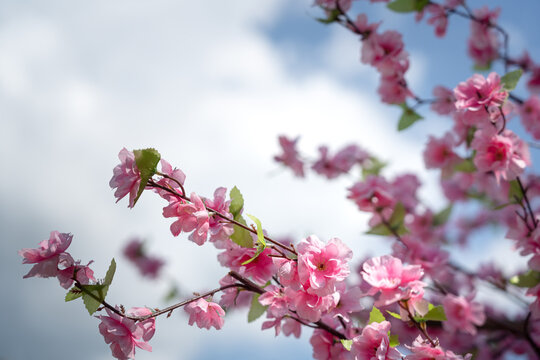 A colorful pink cherry blossom (sakura) crafted flower with blur sky in day time as blurred background. Nature and background photo. Selective focus.