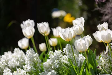 Fotobehang 大泉緑地で満開に咲く白色のチューリップ © kiritoruhikari