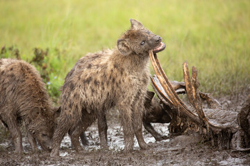 Spotted hyena Crocuta Crocuta) covered in mud standing and eating bones of carcass African wildlife safari seen in Masai Mara, Kenya
