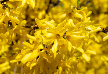 Forsythia flowers close up. Yellow botanic backround