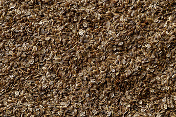Whole dill seeds texture. Organic fruits of anethum graveolens as a background. Concepts of organic spices, condiments and seasonings for cooking and food design. Medicinal herb.