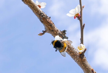 A bumblebee on a cherry blossom branch against a blue sky and clouds. Bright atmospheric spring background with copy space